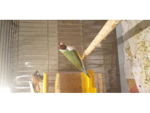 Goldian finch