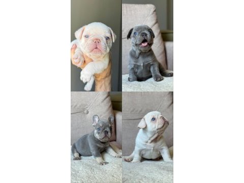 İzmir french bulldog köpeğimiz
