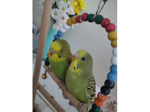 Muhabbet kuşu yavruları