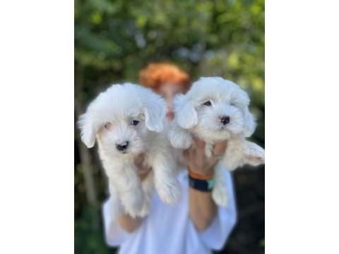 Sevimli maltese terrier bebeklerimiz