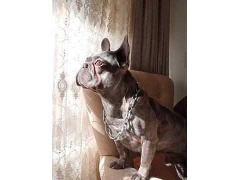 Eşsiz kalitede french bulldog blue