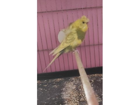 Çift kanat eş görmemiş japones dişi muhabbet kuşu