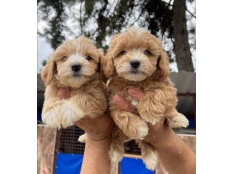 Elit patiler farkıyla maltipoo yavrular