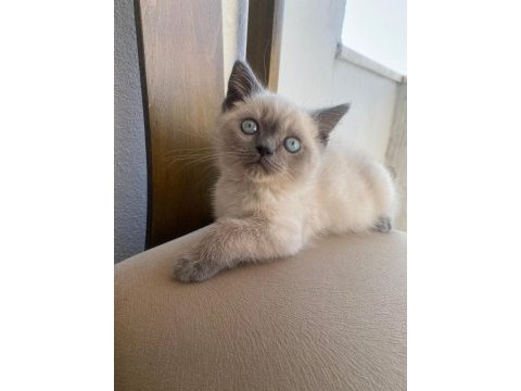 Blue point british shorthair bebekler