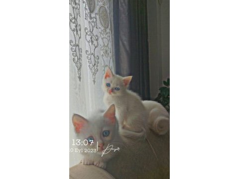 Sahiplendirilecektir british shorthair