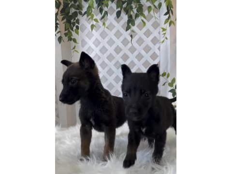 Dünyanın en tatlı bakışlarına sahip malinois burada