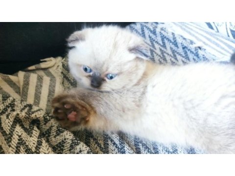 Scottish fold longhair tosunum