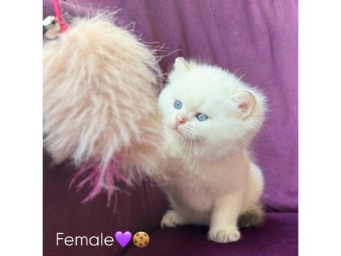 Ns11 dişi british longhair