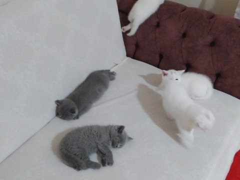 British shorthair oyunbazlar