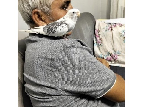 9 aylık erkek sultan papağanı