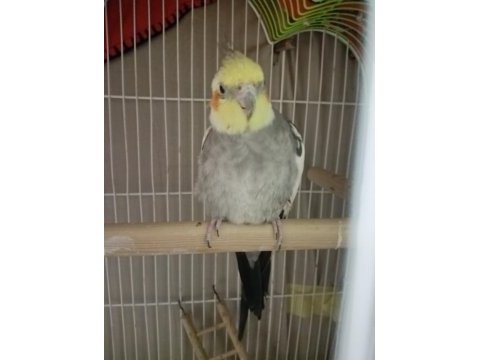 1 yaşında erkek sultan papağanı
