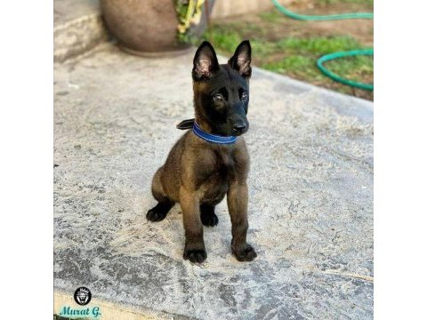 Belçika kurdu köpeği