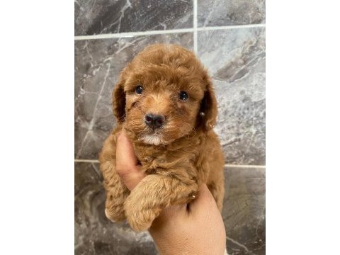 Orjinal toy poodle