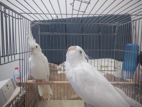 Eş sultan papağanı albino