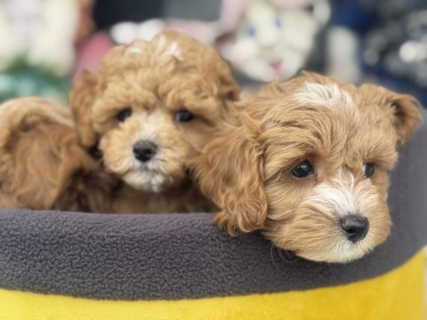 Petmode köpek çiftliğinden tea cup maltipoo