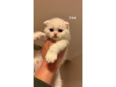 Son iki scottish fold kardeş yeni yuvalarını arıyor