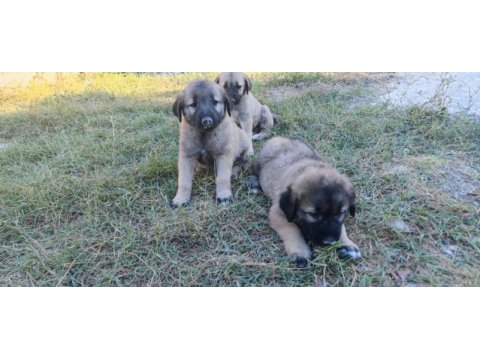 Safkan kangal yavruları