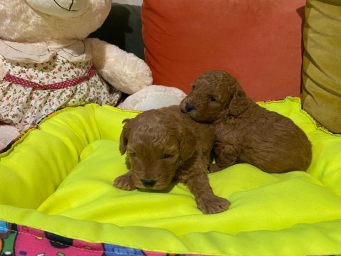 Poodle bir avuç mutluluk