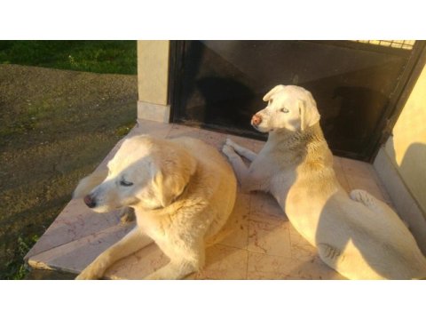 Anne köpeğimiz ve iki kızına ömürlük yuva arıyorum