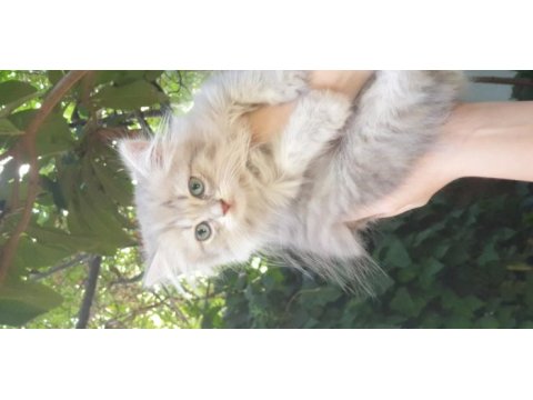 10 haziran doğumlu british longhair anne baba şecereli