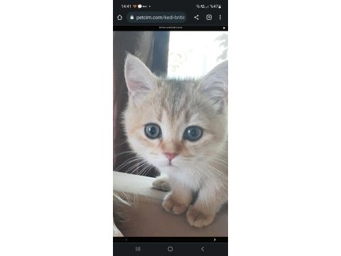3 aylık british shorthair erkek