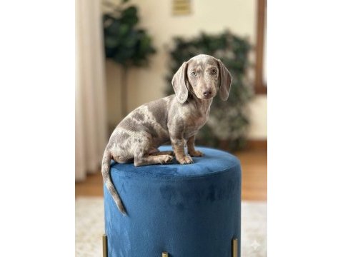 Nadir renk içinizi ısıtacak akıllı sosis köpeğimiz