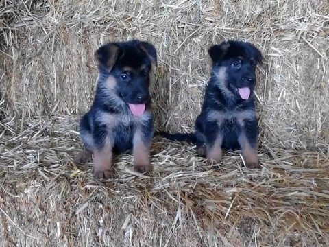 Alman çoban köpeği yavruları