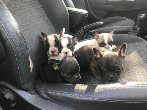 55 günlük french bulldog yavrularım balıkesir altınoluk