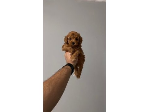 Sağlık ve ırk garantili toy poodle yavrularımız