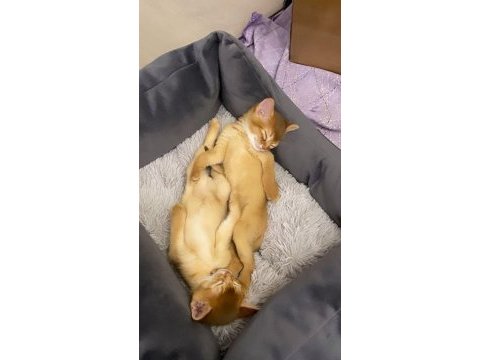 Safkan ebeveynlerden her renk habeş kedisi yavrular