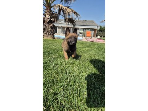 Efsane belçika malinois yavruları istanbul 