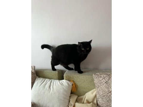 Sevimli 2 yaşında erkek british shorthair