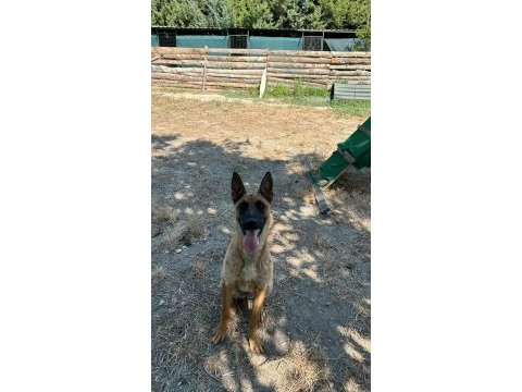 Köpek çiftliğinden eğitimli belçika kurdu