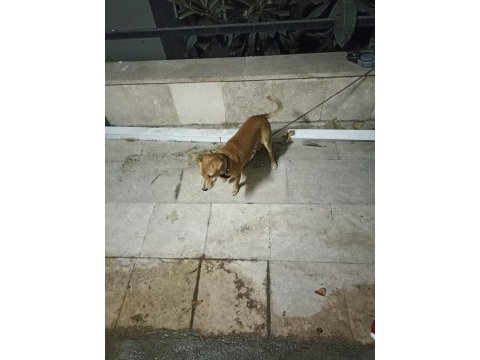 3,5 aylık erkek pinscher