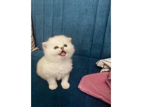 British longhair show kalite silver point bebekler