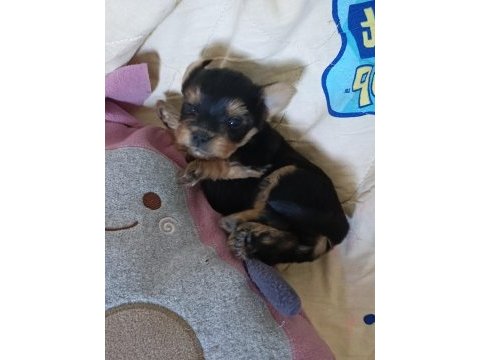 Sevimli yorkshire terrier yavrularımız