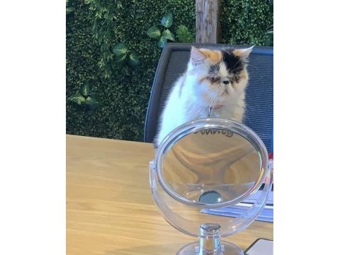 Kedi sahiplendirmek istiyorum