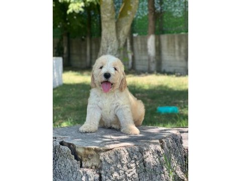Labradoodle dişi / erkek 2 aylık