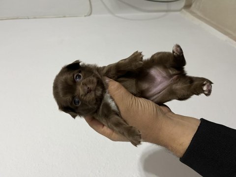 Orjinal ırk garantili 4 adet dişi longhair chihuahua