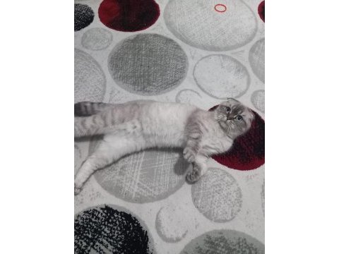 1 yaşında eğitimli scottish fold prenses