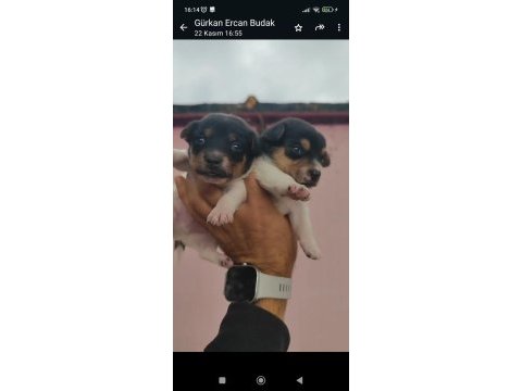 Jack russell yavrularımız