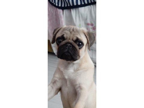 Pug köpeğimiz