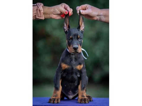 Blue siyah kızıl doberman yavrularımız
