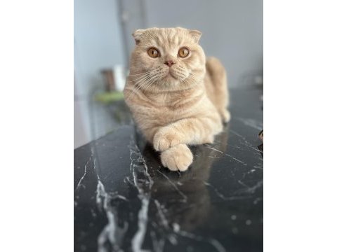 Ücretsiz sahiplendirme scottish fold