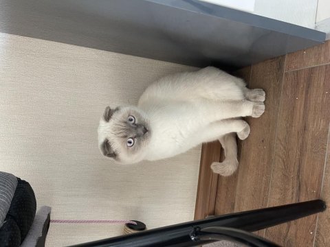 Scottish fold blue point