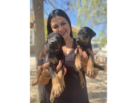 Safkan anne baba şecereli king doberman yavrularım
