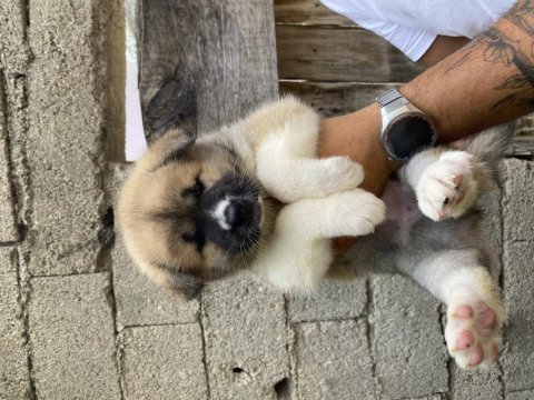 Akita bebekler
