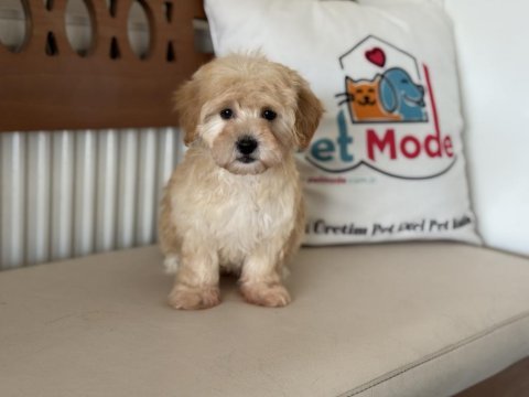 En güzel mini boy maltipoo lar ziyarete açık