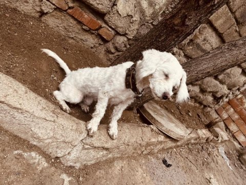 1 yaşında uslu terrier kızımızı sahiplendiriyoruz
