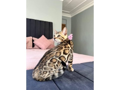 Show class bengal kedisi dişi 3 aylık